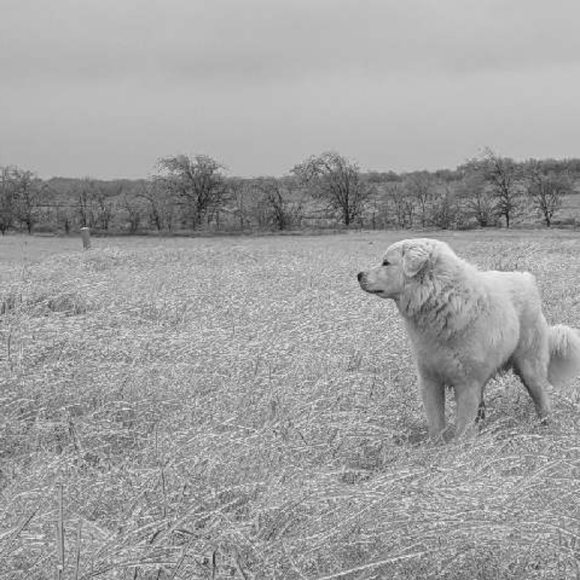 Meet your Posher, R Jewel - Picture 5 of 11